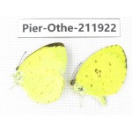 Eurema sp. China, Guangxi, Baise, Mt.Cenwanglaoshan. 2M. Pier-Othe-211922.