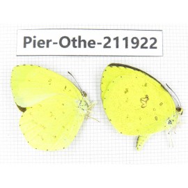 Eurema sp. China, Guangxi, Baise, Mt.Cenwanglaoshan. 2M. Pier-Othe-211922.