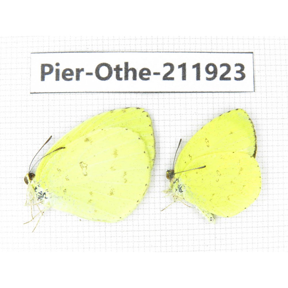 Eurema sp. China, Guangxi, Baise, Mt.Cenwanglaoshan. 2M. Pier-Othe-211923.