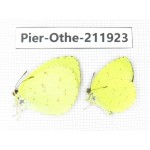 Eurema sp. China, Guangxi, Baise, Mt.Cenwanglaoshan. 2M. Pier-Othe-211923.