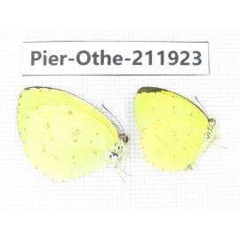 Eurema sp. China, Guangxi, Baise, Mt.Cenwanglaoshan. 2M. Pier-Othe-211923.