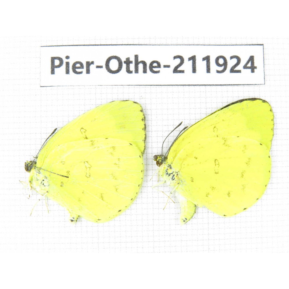 Eurema sp. China, Guangxi, Baise, Mt.Cenwanglaoshan. 2M. Pier-Othe-211924.