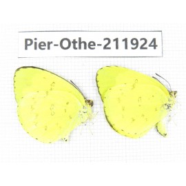 Eurema sp. China, Guangxi, Baise, Mt.Cenwanglaoshan. 2M. Pier-Othe-211924.