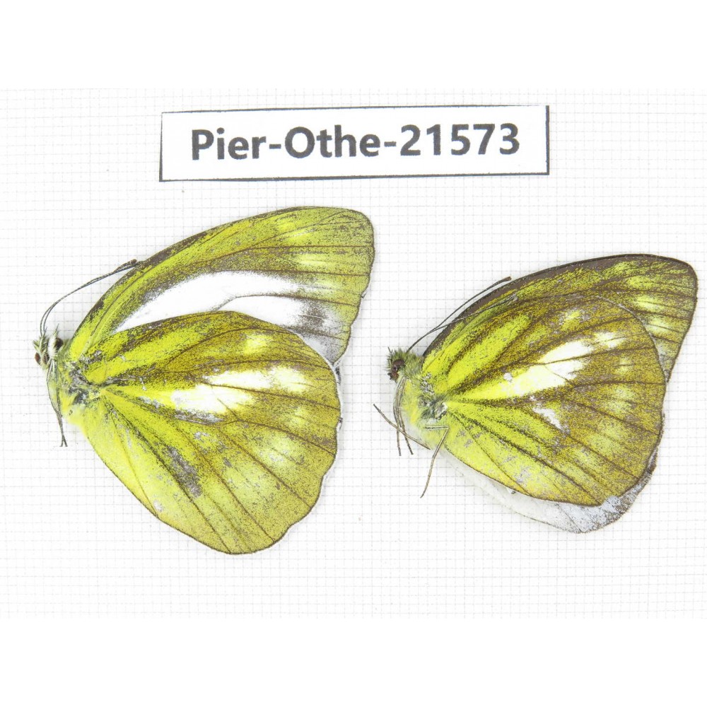 Cepora nadina ssp. China, Guangxi, Guilin. 2M. Pier-Othe-21573.