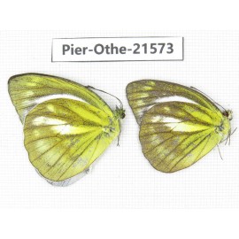 Cepora nadina ssp. China, Guangxi, Guilin. 2M. Pier-Othe-21573.
