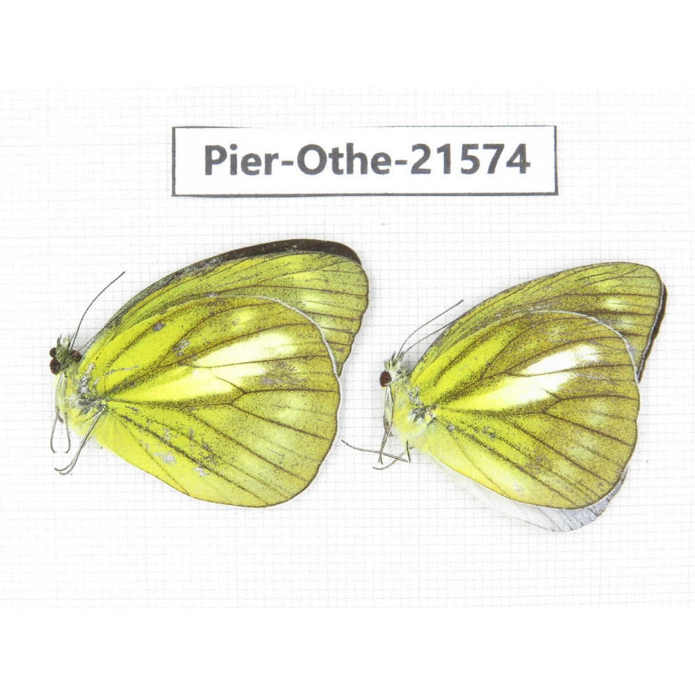 Cepora nadina ssp. China, Guangxi, Guilin. 2M. Pier-Othe-21574.
