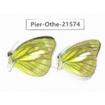 Cepora nadina ssp. China, Guangxi, Guilin. 2M. Pier-Othe-21574.