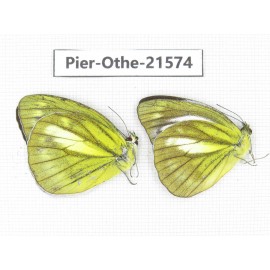 Cepora nadina ssp. China, Guangxi, Guilin. 2M. Pier-Othe-21574.