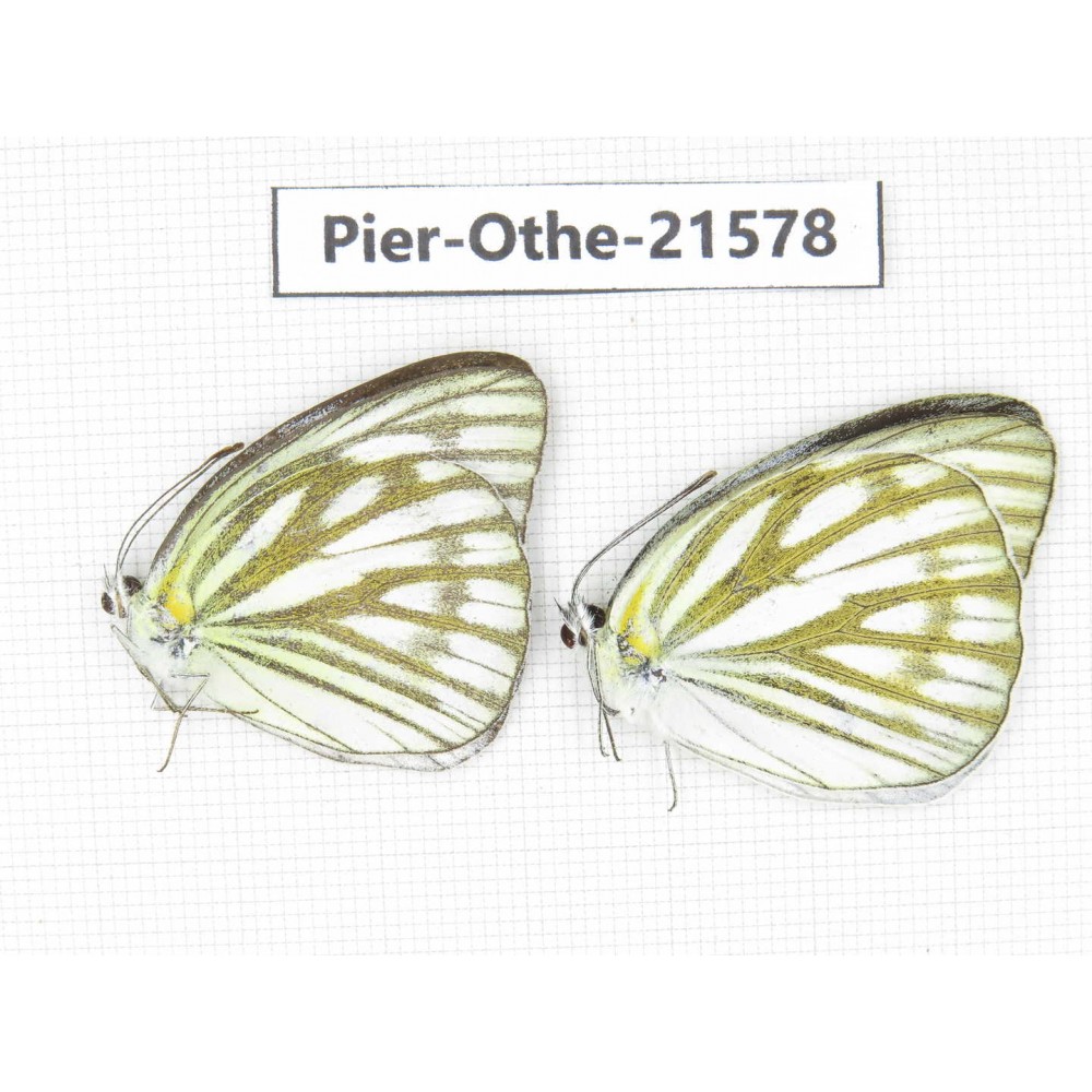 Cepora nerissa aap. China, Guangxi, Guilin. 2M. Pier-Othe-21578.
