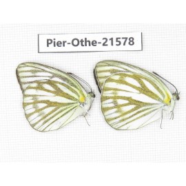 Cepora nerissa aap. China, Guangxi, Guilin. 2M. Pier-Othe-21578.