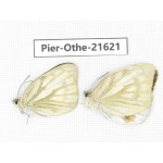 Cepora nadina ssp. China, Guangxi, Guilin. 2M. Pier-Othe-21621.