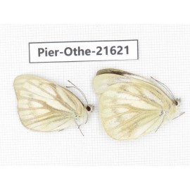 Cepora nadina ssp. China, Guangxi, Guilin. 2M. Pier-Othe-21621.