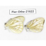 Cepora nadina ssp. China, Guangxi, Guilin. 2M. Pier-Othe-21622.