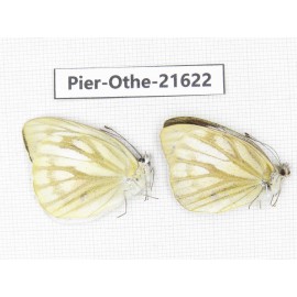 Cepora nadina ssp. China, Guangxi, Guilin. 2M. Pier-Othe-21622.