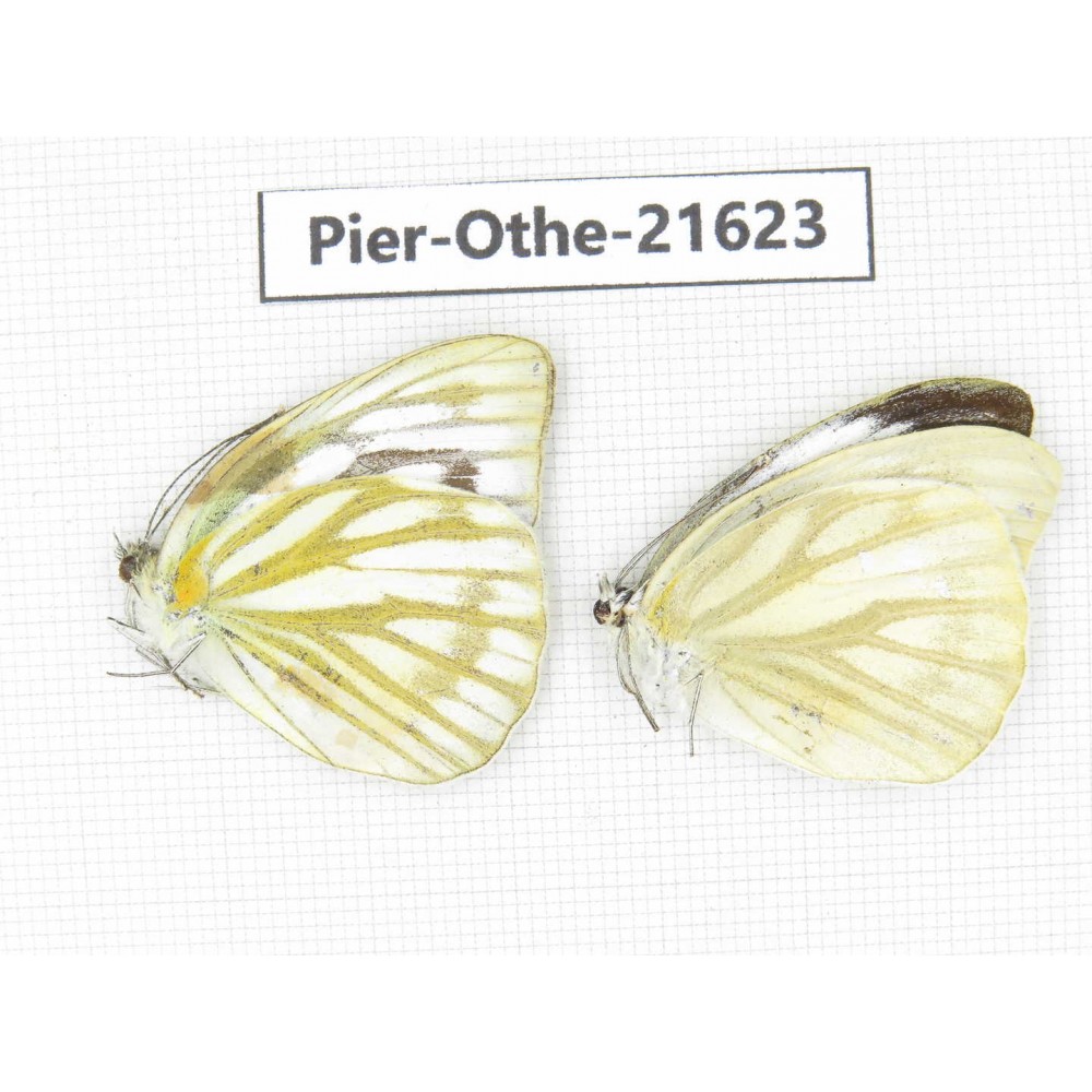 Cepora nadina ssp. China, Guangxi, Guilin. 2M. Pier-Othe-21623.
