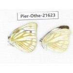 Cepora nadina ssp. China, Guangxi, Guilin. 2M. Pier-Othe-21623.