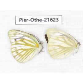 Cepora nadina ssp. China, Guangxi, Guilin. 2M. Pier-Othe-21623.