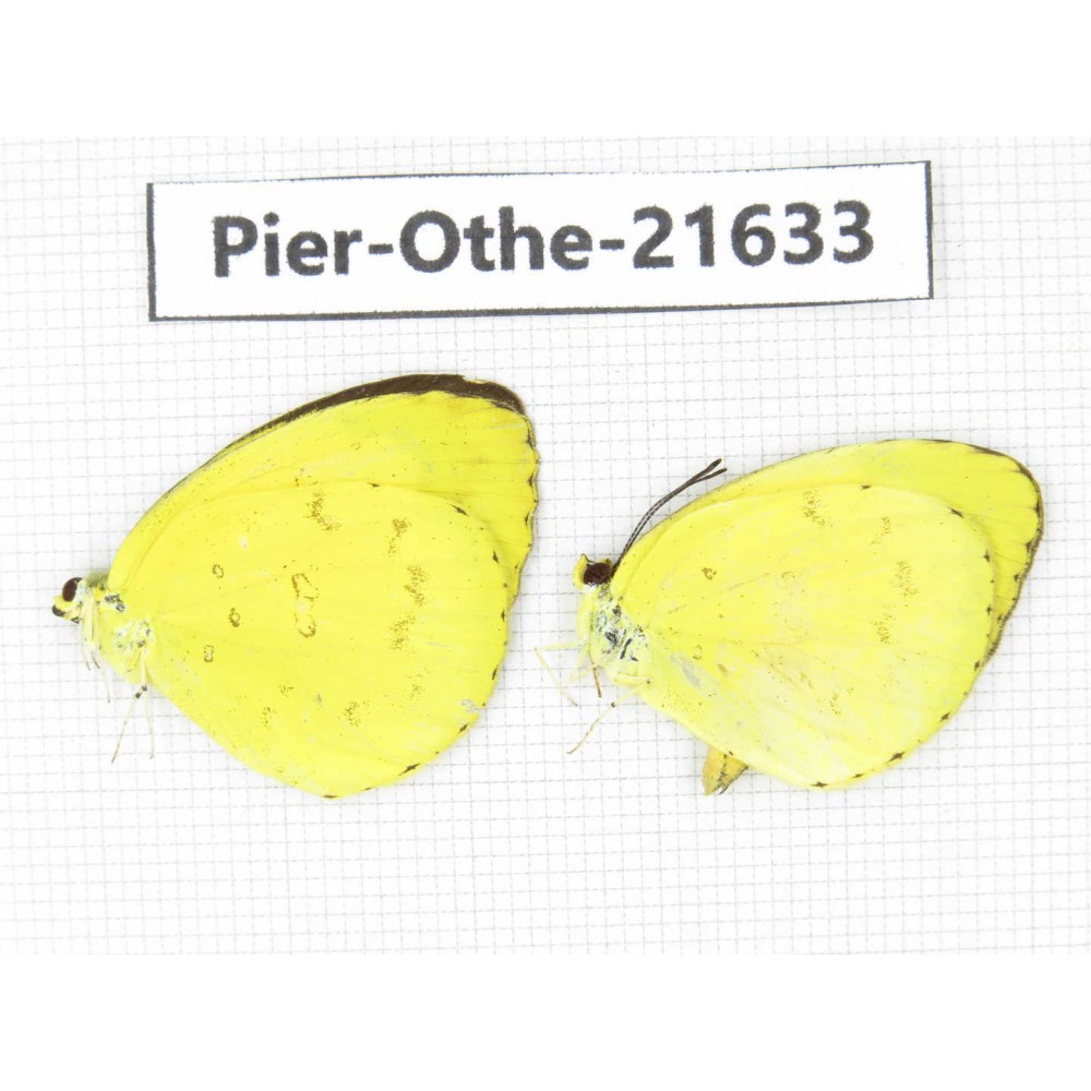 Eurema sp. China, Guangxi, Guilin. 2M. Pier-Othe-21633.