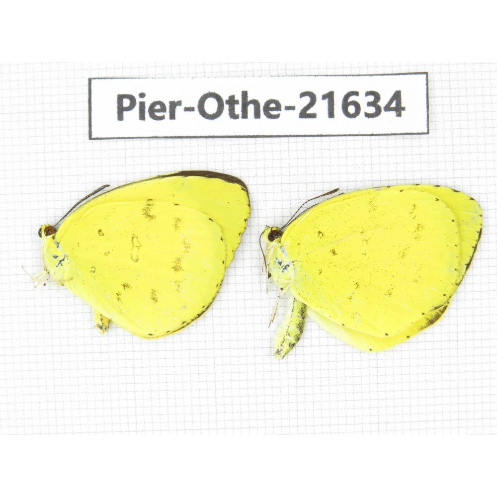 Eurema sp. China, Guangxi, Guilin. 2M. Pier-Othe-21634.