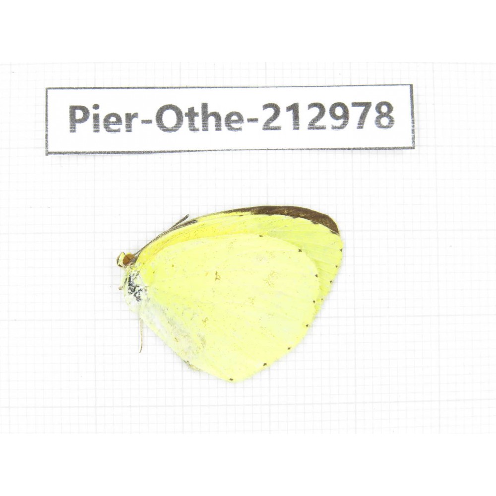 Eurema sp. China, Guizhou, Bijie area, Jinsha county. 1M. Pier-Othe-212978.