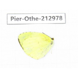 Eurema sp. China, Guizhou, Bijie area, Jinsha county. 1M. Pier-Othe-212978.