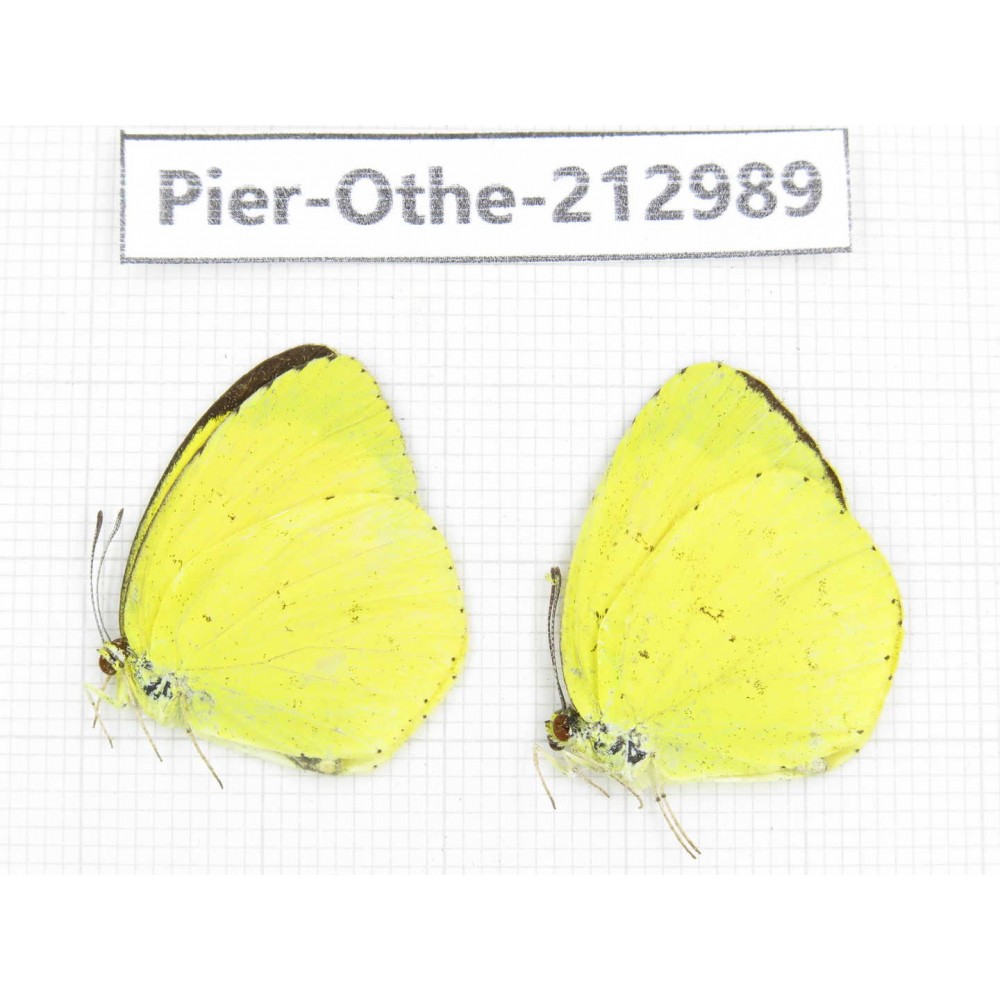 Eurema sp. China, Guizhou, Qiandongnan, Rongjiang county. 2M. Pier-Othe-212989.