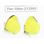 Eurema sp. China, Guizhou, Qiandongnan, Rongjiang county. 2M. Pier-Othe-212989.
