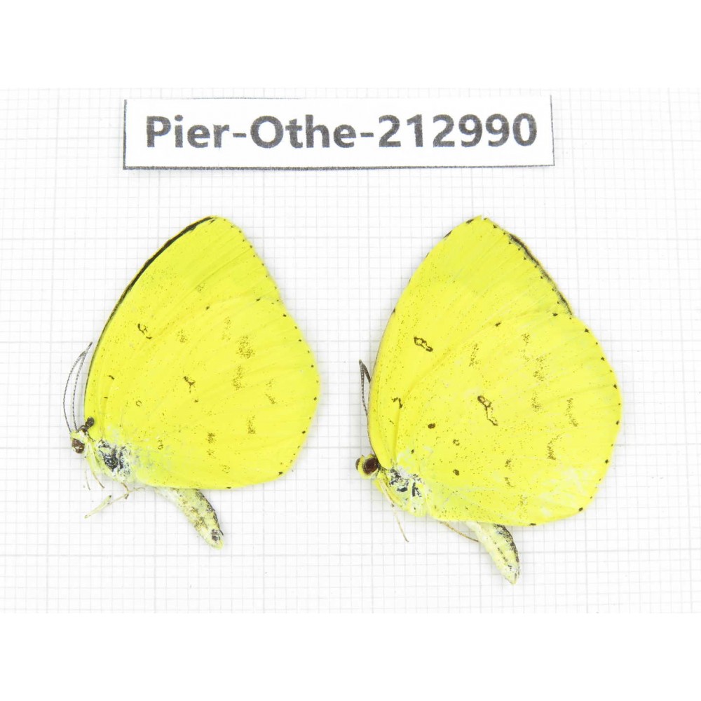 Eurema sp. China, Guizhou, Qiandongnan, Rongjiang county. 2M. Pier-Othe-212990.