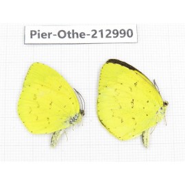 Eurema sp. China, Guizhou, Qiandongnan, Rongjiang county. 2M. Pier-Othe-212990.