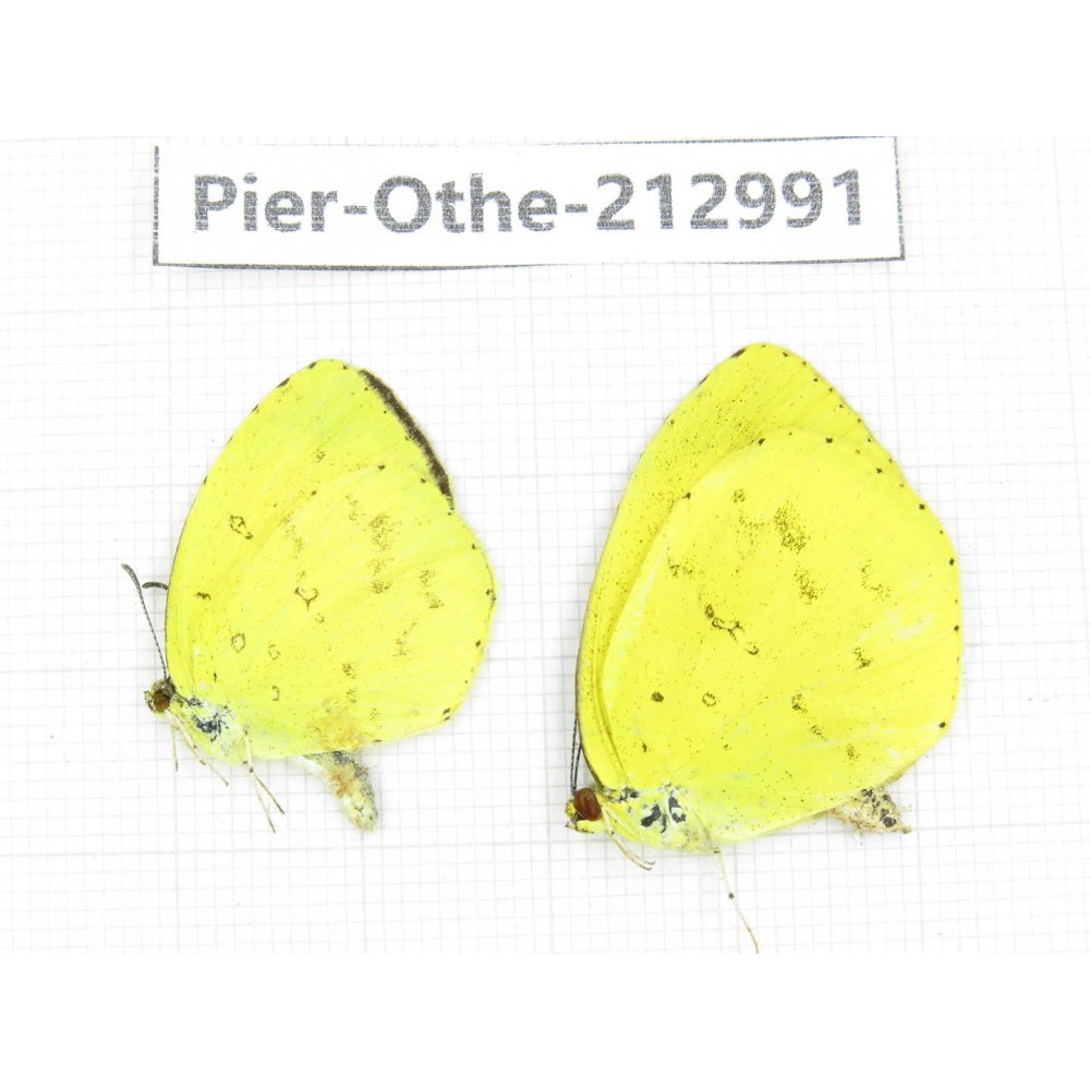Eurema sp. China, Guizhou, Qiandongnan, Rongjiang county. 2M. Pier-Othe-212991.