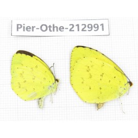 Eurema sp. China, Guizhou, Qiandongnan, Rongjiang county. 2M. Pier-Othe-212991.