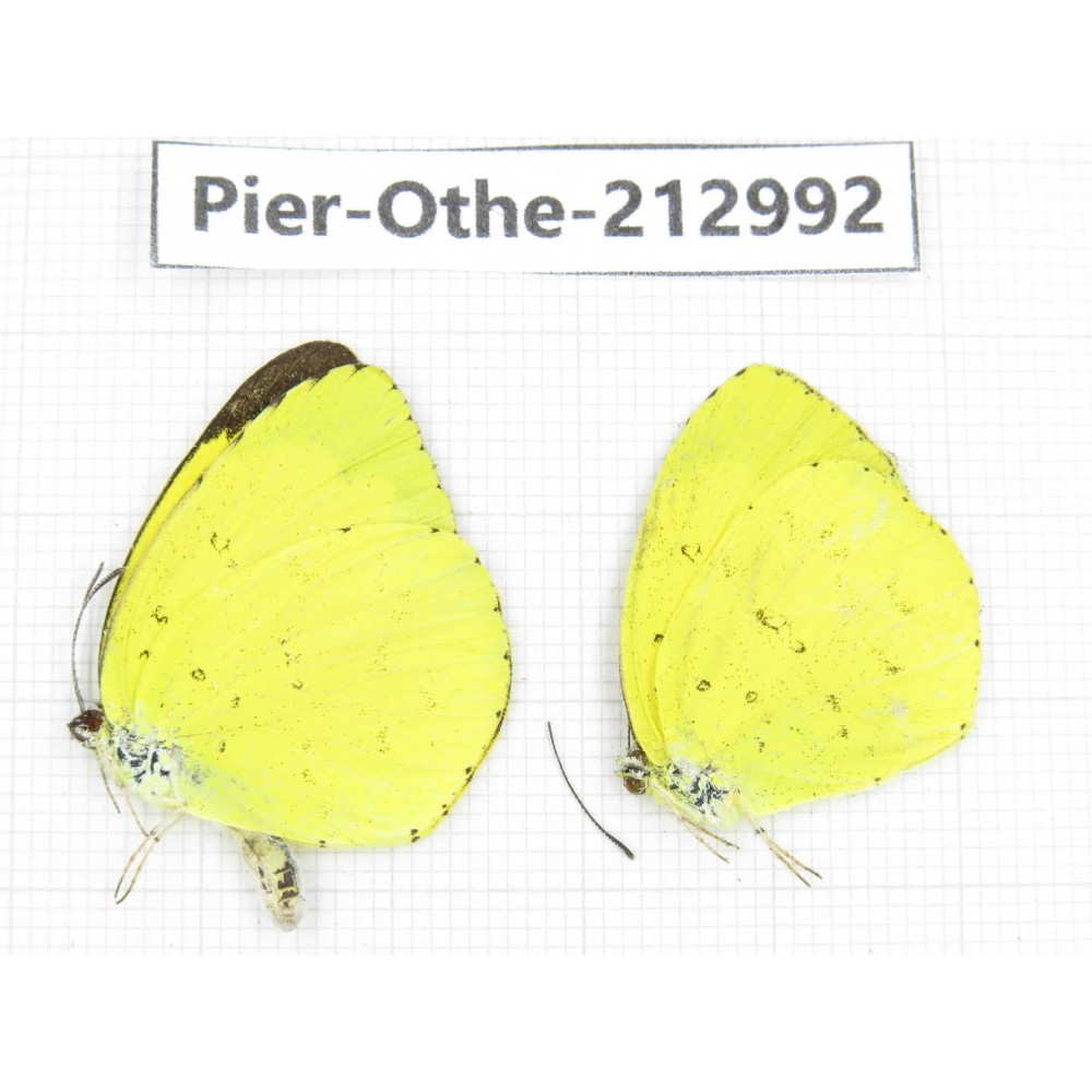 Eurema sp. China, Guizhou, Qiandongnan, Rongjiang county. 2M. Pier-Othe-212992.