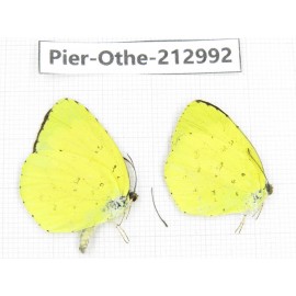 Eurema sp. China, Guizhou, Qiandongnan, Rongjiang county. 2M. Pier-Othe-212992.