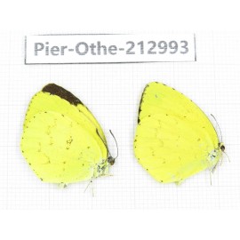 Eurema sp. China, Guizhou, Qiandongnan, Rongjiang county. 2M. Pier-Othe-212993.