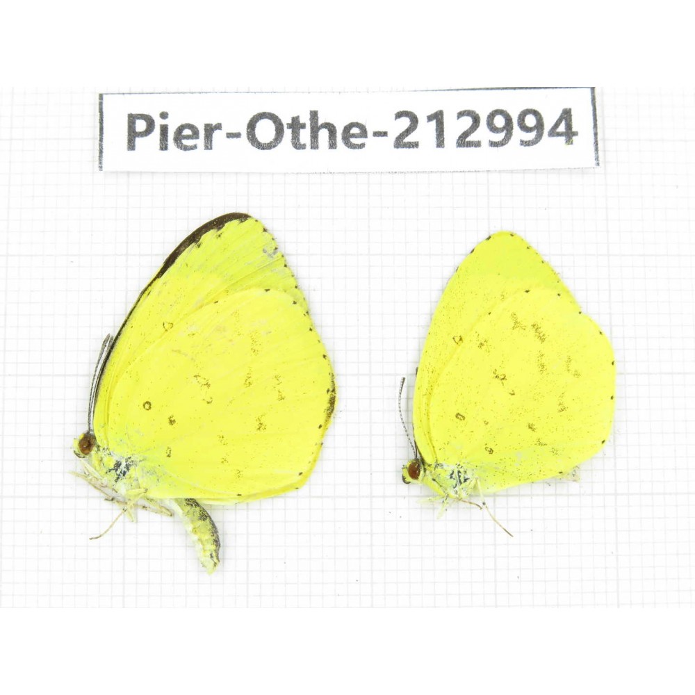 Eurema sp. China, Guizhou, Qiandongnan, Rongjiang county. 2M. Pier-Othe-212994.