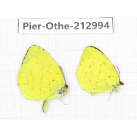 Eurema sp. China, Guizhou, Qiandongnan, Rongjiang county. 2M. Pier-Othe-212994.