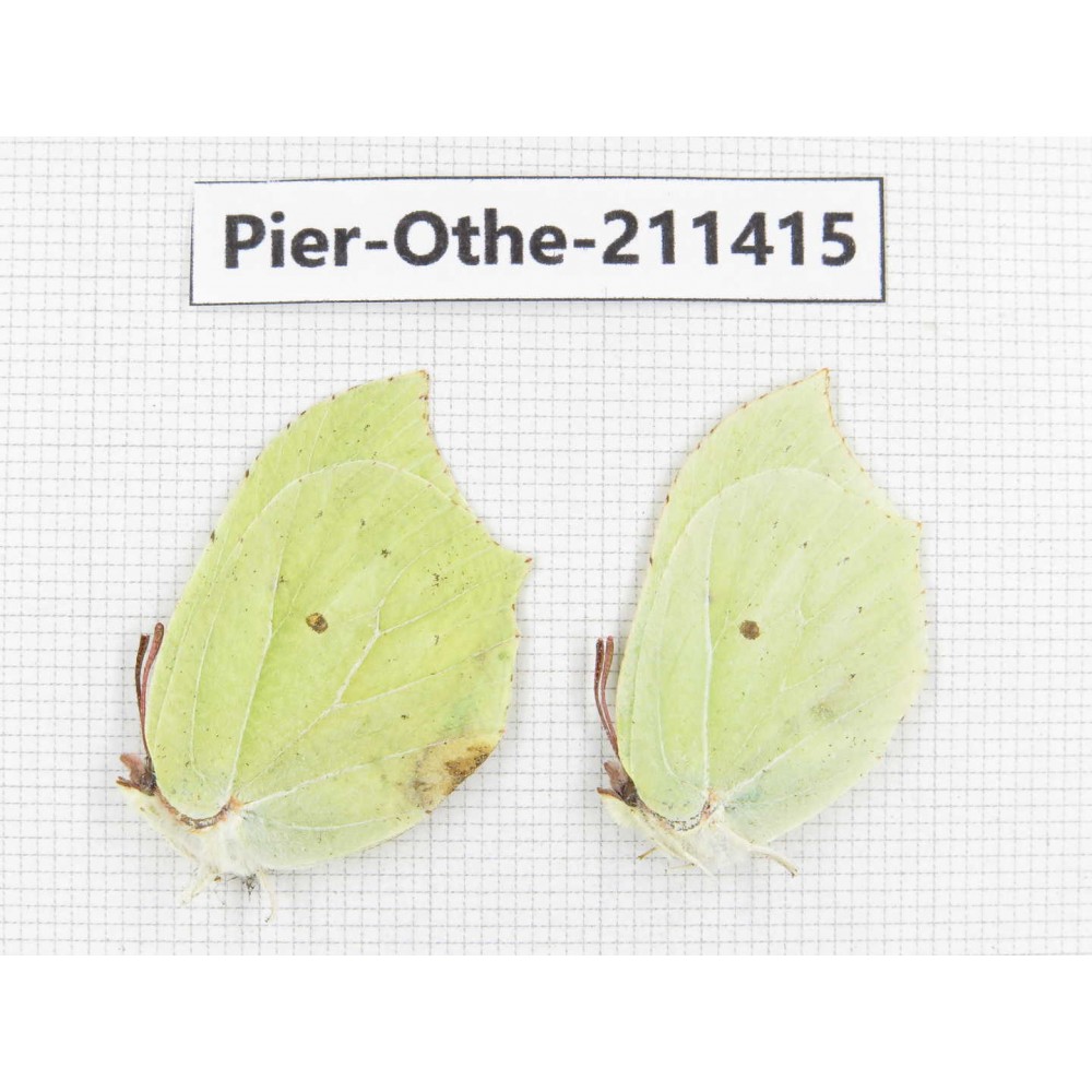 Gonepteryx aspasia. China, Heilongjiang, Haerbin, Tonghe county. 2M. Pier-Othe-211415.