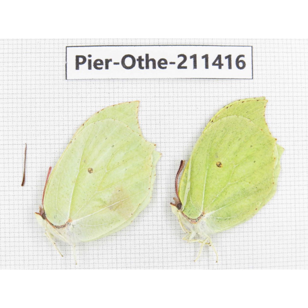 Gonepteryx aspasia. China, Heilongjiang, Haerbin, Tonghe county. 2M. Pier-Othe-211416.