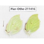 Gonepteryx aspasia. China, Heilongjiang, Haerbin, Tonghe county. 2M. Pier-Othe-211416.