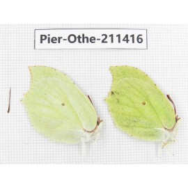 Gonepteryx aspasia. China, Heilongjiang, Haerbin, Tonghe county. 2M. Pier-Othe-211416.