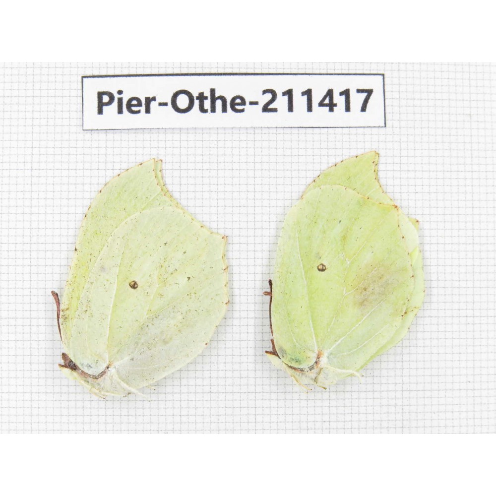 Gonepteryx aspasia. China, Heilongjiang, Haerbin, Tonghe county. 2M. Pier-Othe-211417.