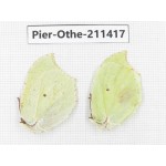 Gonepteryx aspasia. China, Heilongjiang, Haerbin, Tonghe county. 2M. Pier-Othe-211417.