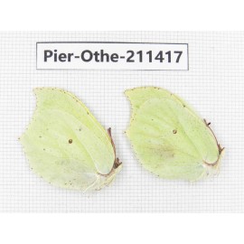 Gonepteryx aspasia. China, Heilongjiang, Haerbin, Tonghe county. 2M. Pier-Othe-211417.