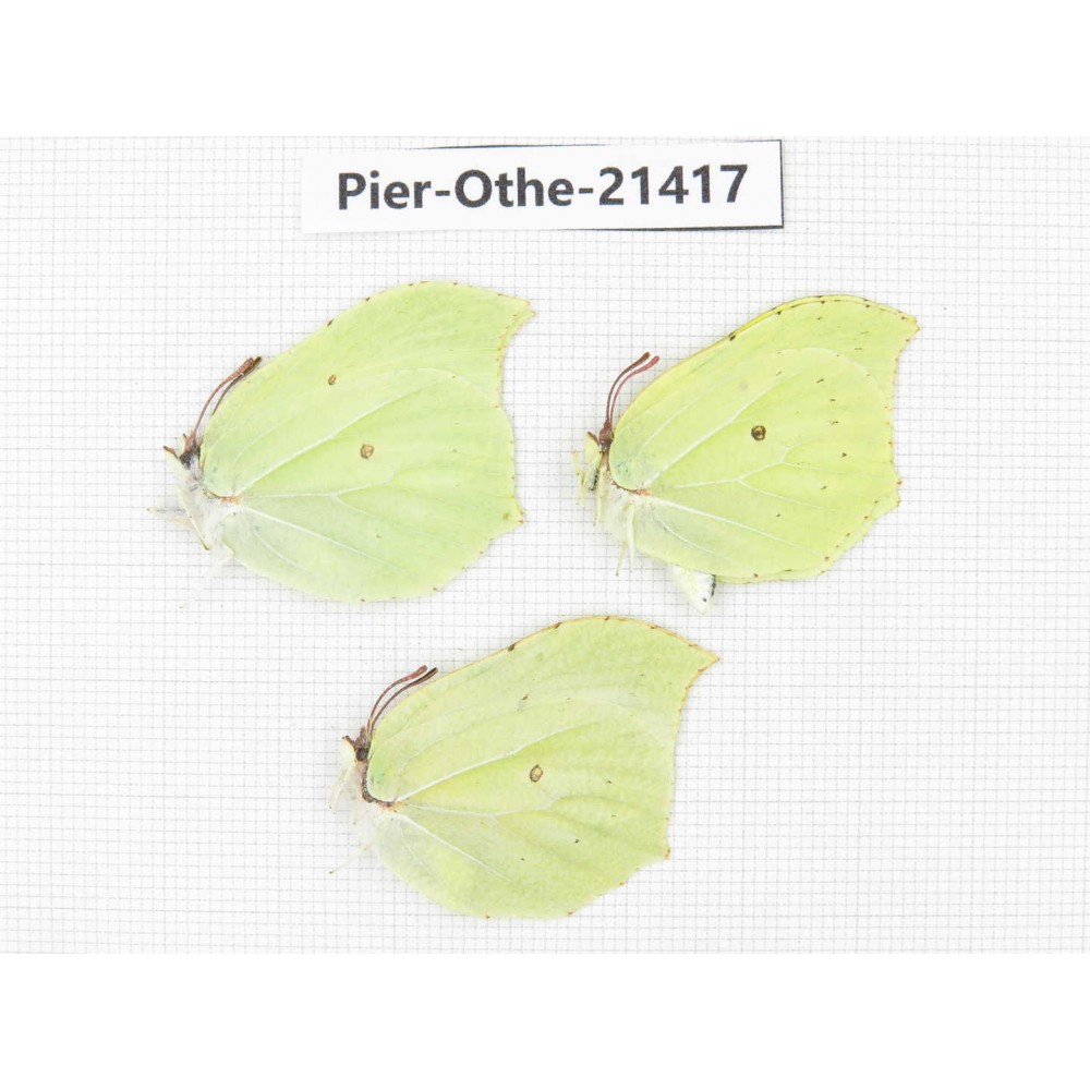 Gonepteryx aspasia ssp. China, Heilongjiang, Jiamusi. 2M1F. Pier-Othe-21417.