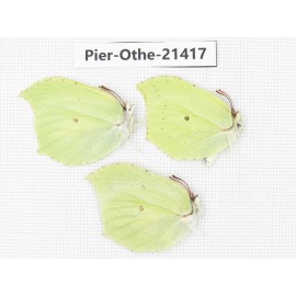 Gonepteryx aspasia ssp. China, Heilongjiang, Jiamusi. 2M1F. Pier-Othe-21417.