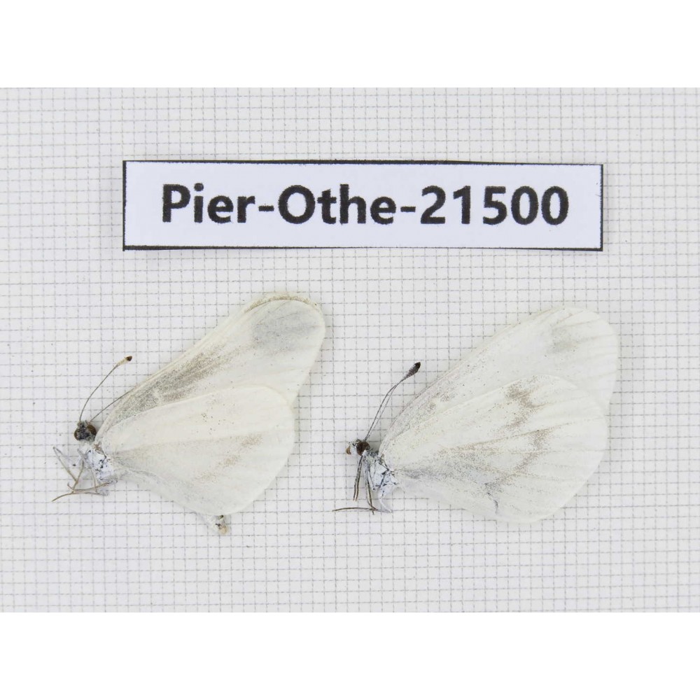 Leptidea morsei ssp. China, Heilongjiang, Jiamusi. 2M. Pier-Othe-21500.
