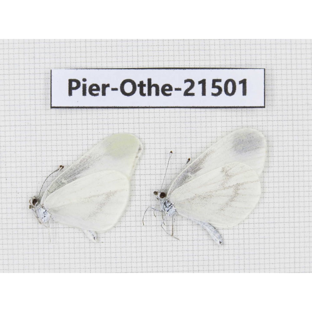 Leptidea morsei ssp. China, Heilongjiang, Jiamusi. 2M. Pier-Othe-21501.