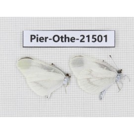 Leptidea morsei ssp. China, Heilongjiang, Jiamusi. 2M. Pier-Othe-21501.