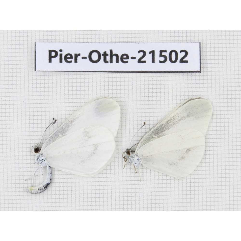 Leptidea morsei ssp. China, Heilongjiang, Jiamusi. 2M. Pier-Othe-21502.