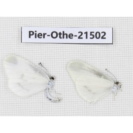 Leptidea morsei ssp. China, Heilongjiang, Jiamusi. 2M. Pier-Othe-21502.